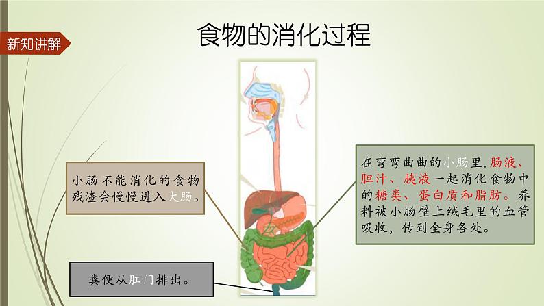 大象版小学科学四上第五单元 人体的消化器官1.一次神奇的旅行 课件05