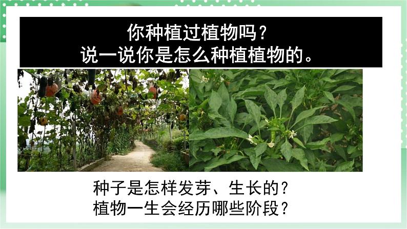青岛版科学三年级下册 4.13 种辣椒 课件第2页