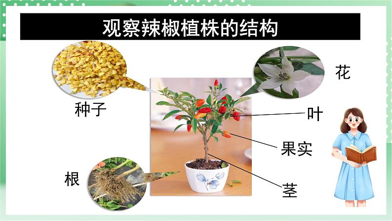 青岛版科学三年级下册 4.13 种辣椒 课件第3页
