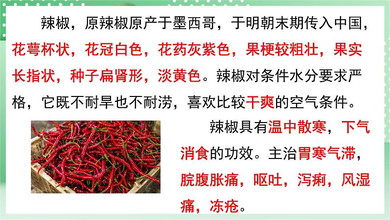 青岛版科学三年级下册 4.13 种辣椒 课件第4页