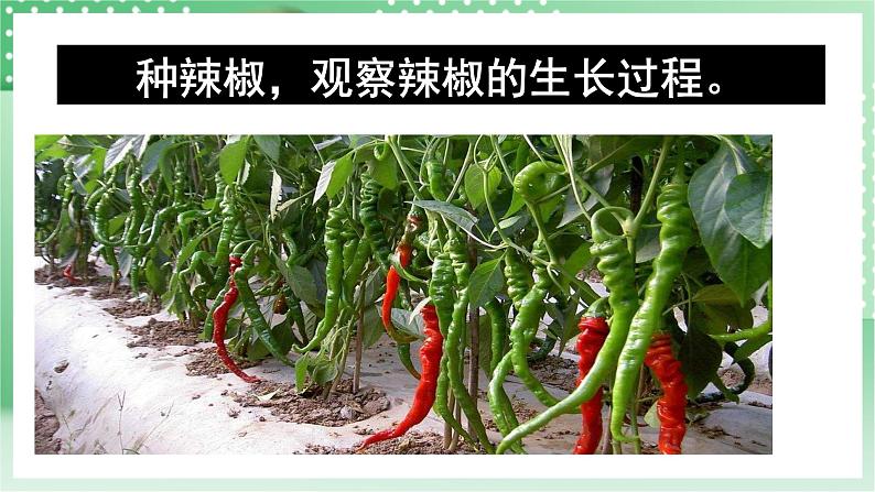 青岛版科学三年级下册 4.13 种辣椒 课件第5页