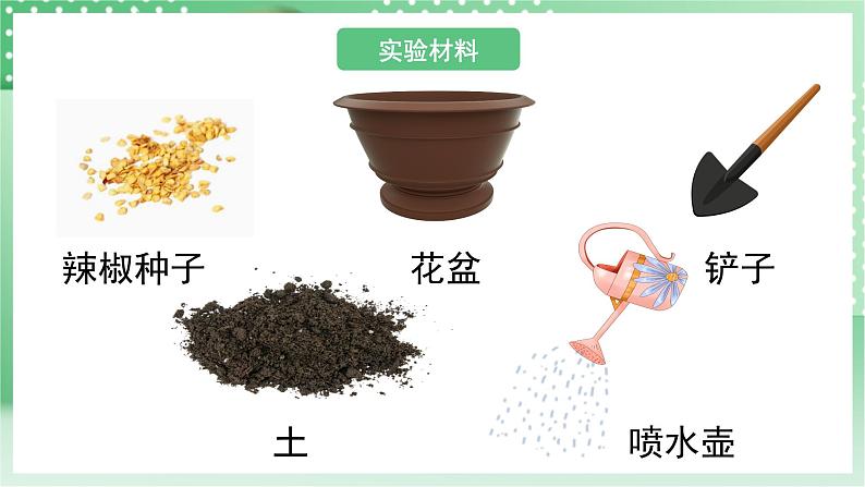 青岛版科学三年级下册 4.13 种辣椒 课件第7页