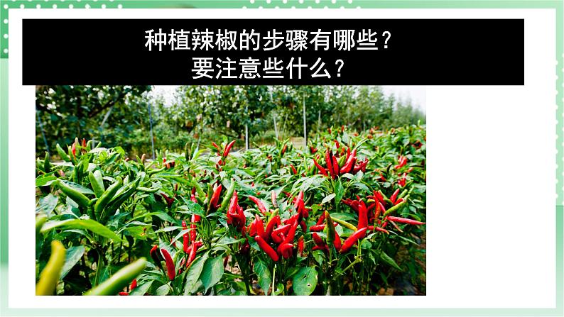 青岛版科学三年级下册 4.13 种辣椒 课件第8页