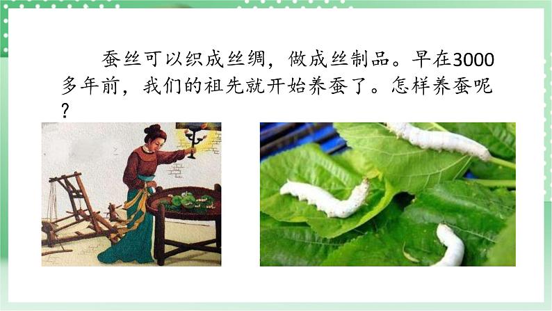青岛版科学三年级下册 5. 17 养蚕 课件第2页