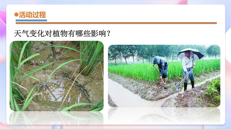 青岛版五四制科学二年级下册 3. 9 《天气与动植物 》课件第7页