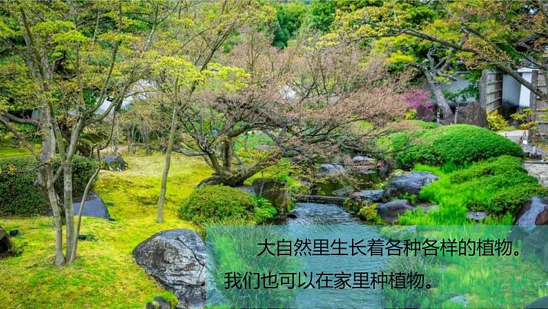 (2024)新教科版科学一年级上册1-1我们知道的植物PPT课件08