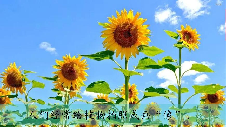 （2024）新教科版科學(xué)一年級(jí)上冊(cè)1-4給植物畫張像PPT課件第2頁(yè)