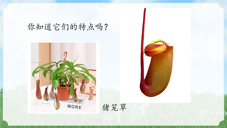 (2024)新教科版科学一年级上册1-7单元小结科学阅读PPT课件07
