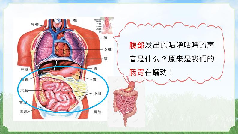 (2024)新教科版科学一年级上册2-1我们的身体PPT课件07