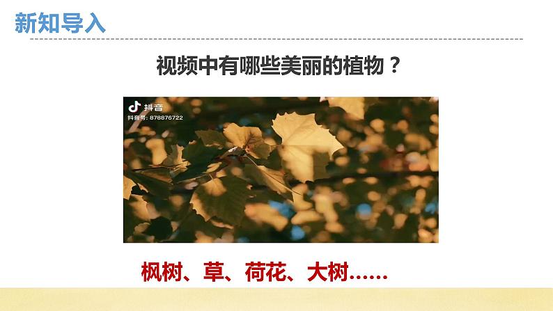 【核心素养】教科版小学科学一上 1.1《我们知道的植物》课件+教案+练习(含答案)02
