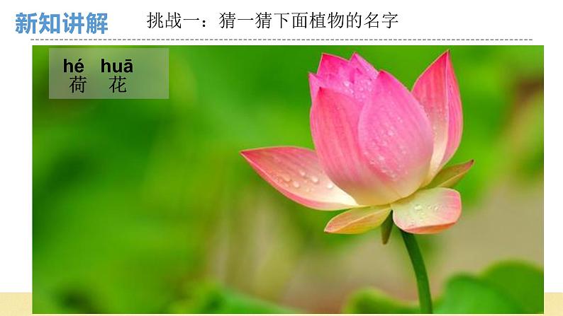 【核心素养】教科版小学科学一上 1.1《我们知道的植物》课件+教案+练习(含答案)06