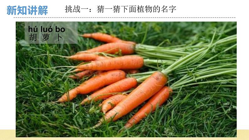 【核心素养】教科版小学科学一上 1.1《我们知道的植物》课件+教案+练习(含答案)07