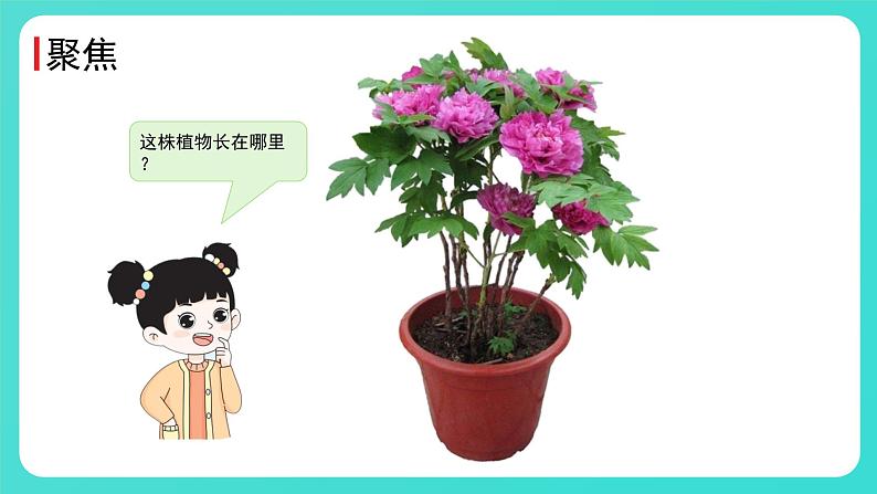 1.2 土壤——动植物的乐园第2页
