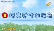 小学科学苏教版（2024）一年级上册9 探究秋叶的秘密图片ppt课件