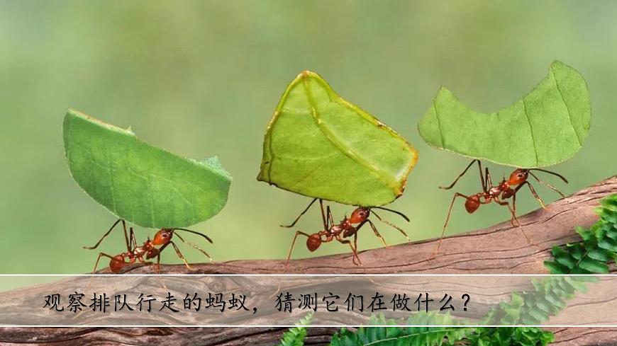 (2024)蘇教版科學(xué)一年級上冊-7 事實與猜想 PPT課件第2頁