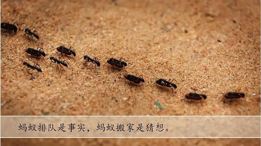 (2024)蘇教版科學(xué)一年級上冊-7 事實與猜想 PPT課件第3頁