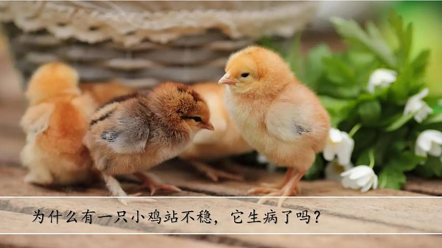 (2024)蘇教版科學(xué)一年級上冊-7 事實與猜想 PPT課件第6頁