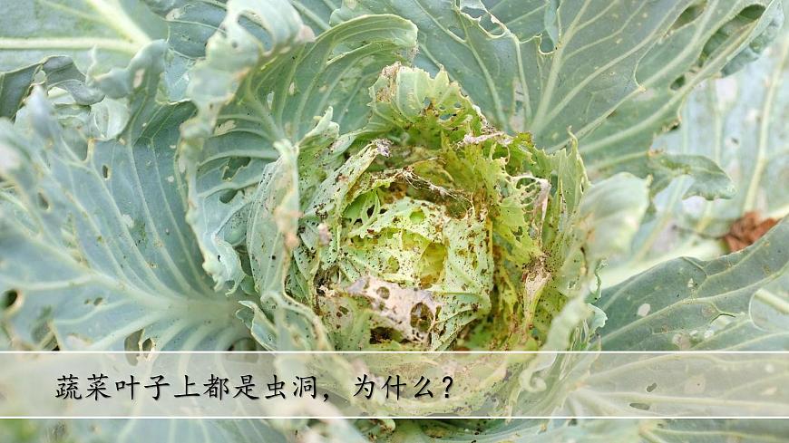 (2024)蘇教版科學(xué)一年級上冊-7 事實與猜想 PPT課件第7頁