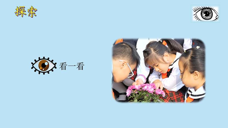 (2024)新教科版科学一年级上册1单元-2观察植物 PPT课件第8页