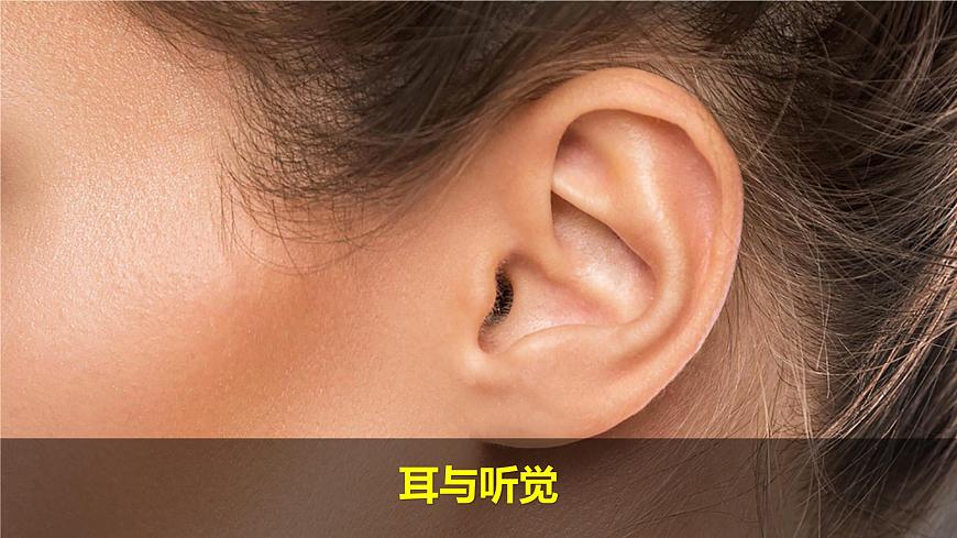 （2024）新教科版科學(xué)一年級(jí)上冊(cè)2單元-1我們的身體 PPT課件第4頁(yè)