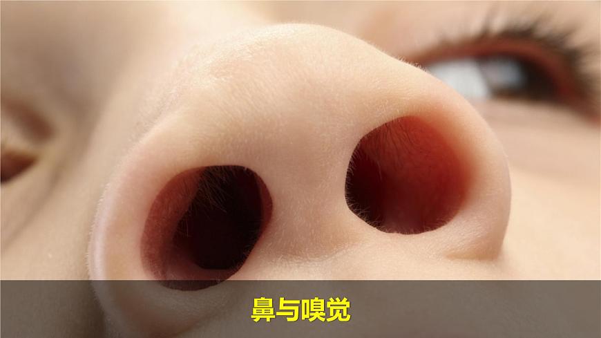 （2024）新教科版科學(xué)一年級(jí)上冊(cè)2單元-1我們的身體 PPT課件第5頁(yè)