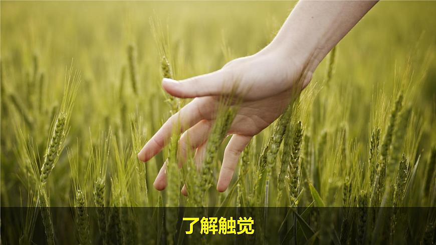 （2024）新教科版科學(xué)一年級(jí)上冊(cè)2單元-1我們的身體 PPT課件第7頁(yè)