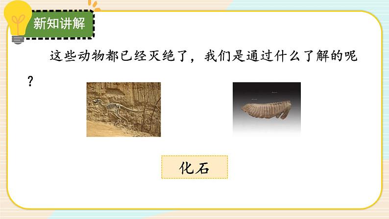 【核心素养】冀人版科学六年级上册3.化石里的古生物 同步课件+同步练习+教学设计05