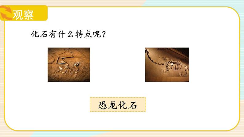 【核心素养】冀人版科学六年级上册3.化石里的古生物 同步课件+同步练习+教学设计07
