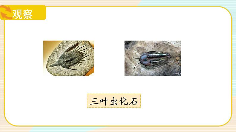 【核心素养】冀人版科学六年级上册3.化石里的古生物 同步课件+同步练习+教学设计08