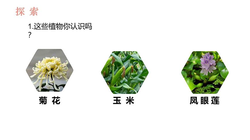 教科版1上科學第1單元第1課《我們知道的植物》課件第4頁