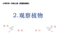 小学科学教科版（2024）一年级上册2. 观察植物精品课件ppt