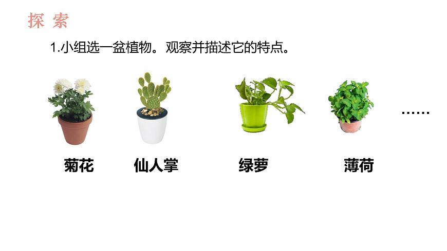 教科版1上科學(xué)第1單元第2課《觀察植物》課件第3頁