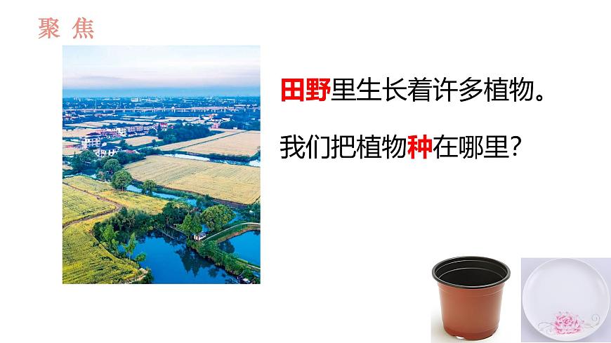 教科版1上科學(xué)第1單元第3課《植物長(zhǎng)在哪里》課件第2頁(yè)