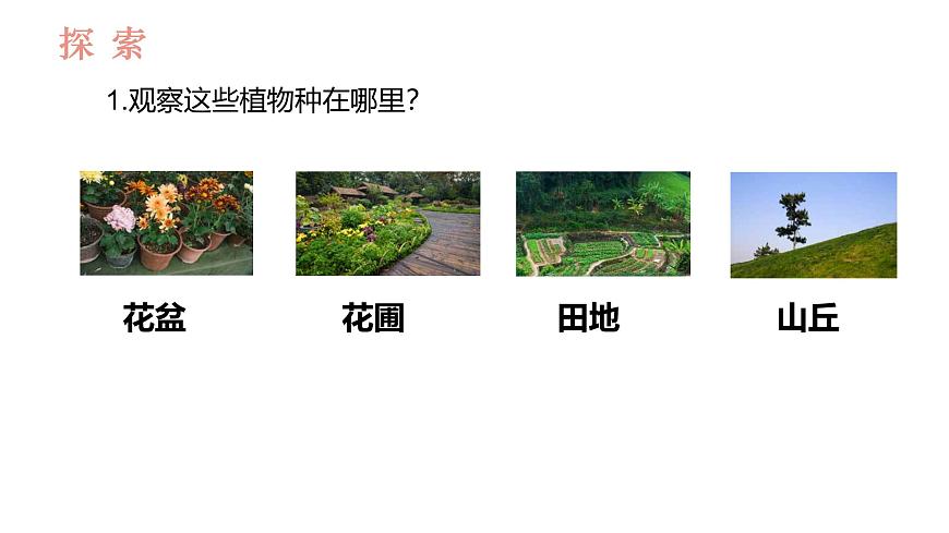 教科版1上科學(xué)第1單元第3課《植物長(zhǎng)在哪里》課件第3頁(yè)