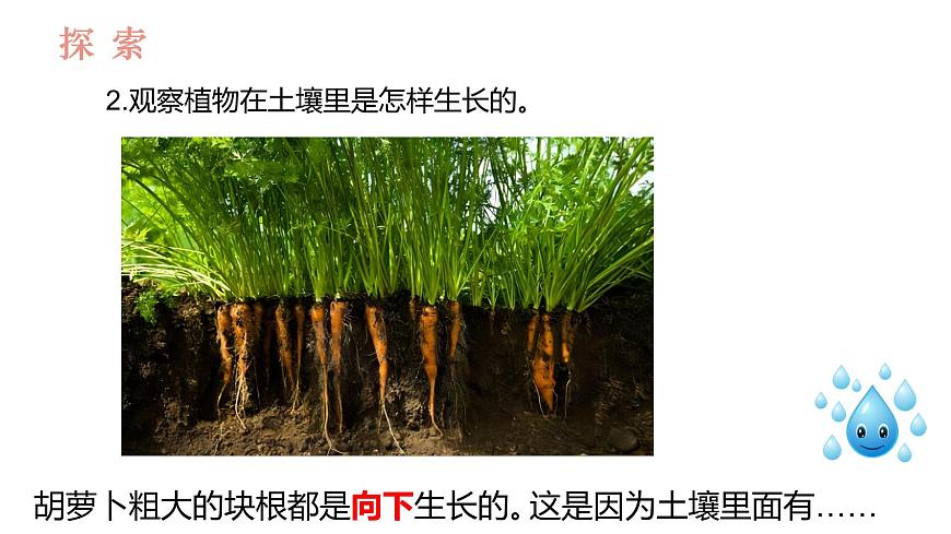教科版1上科學(xué)第1單元第3課《植物長(zhǎng)在哪里》課件第5頁(yè)