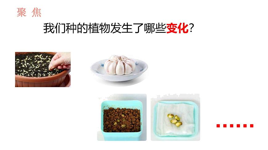 教科版1上科學(xué)第1單元第5課《植物的變化》課件第2頁