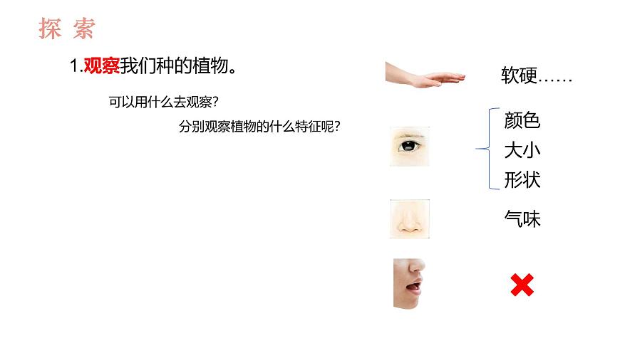 教科版1上科學(xué)第1單元第5課《植物的變化》課件第3頁
