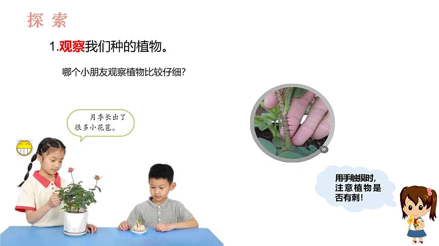 教科版1上科學(xué)第1單元第5課《植物的變化》課件第4頁