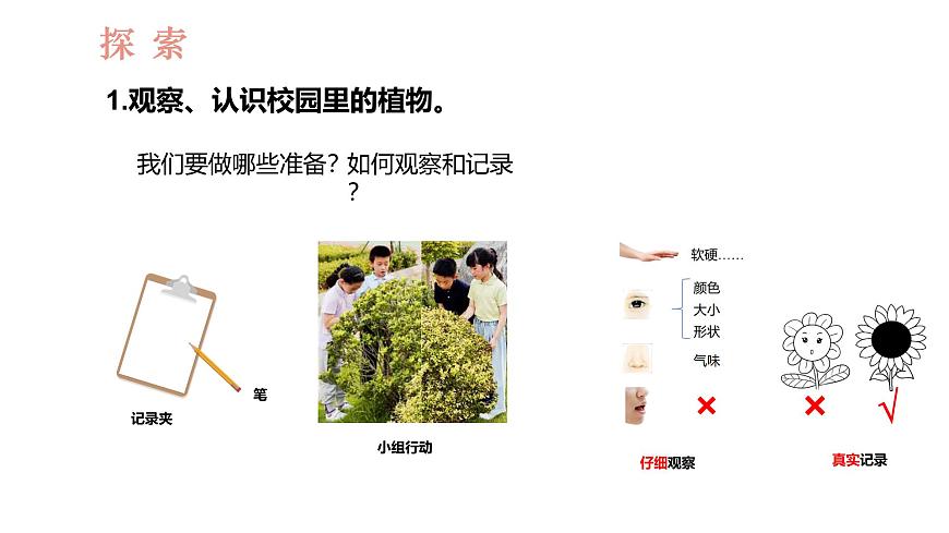 教科版1上科學(xué)第1單元第6課《校園里的植物》課件第3頁