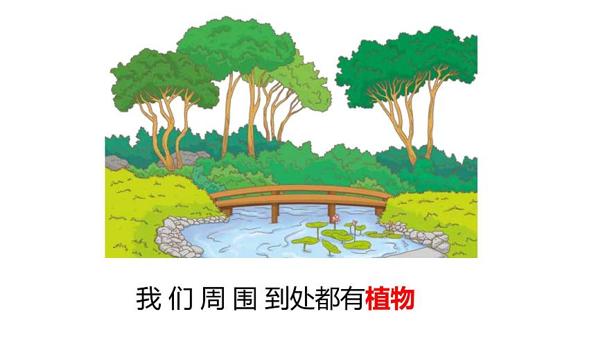 教科版1上科學(xué)第1單元科學(xué)閱讀《多樣的植物》課件第2頁(yè)