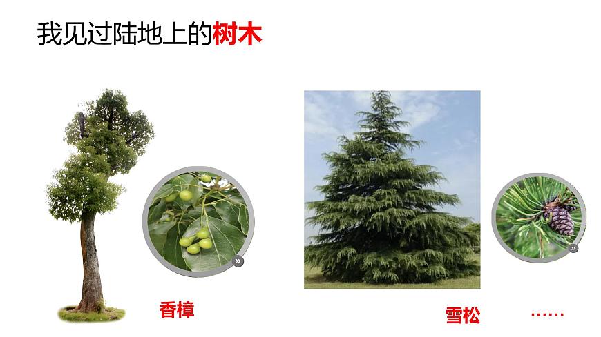 教科版1上科學(xué)第1單元科學(xué)閱讀《多樣的植物》課件第3頁(yè)