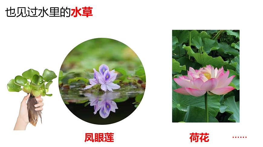 教科版1上科學(xué)第1單元科學(xué)閱讀《多樣的植物》課件第4頁(yè)