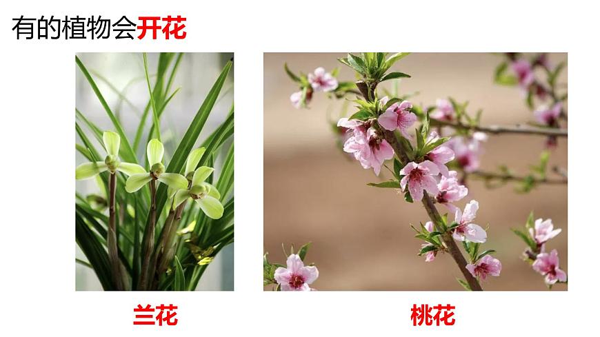 教科版1上科學(xué)第1單元科學(xué)閱讀《多樣的植物》課件第6頁(yè)