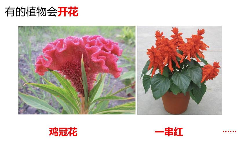 教科版1上科學(xué)第1單元科學(xué)閱讀《多樣的植物》課件第7頁(yè)