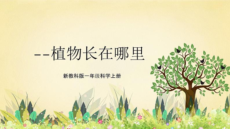【核心素养】教科版小学科学一上+1.3《植物长在哪里》课件+教案+练习(含答案)01