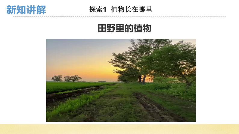 【核心素养】教科版小学科学一上+1.3《植物长在哪里》课件+教案+练习(含答案)03