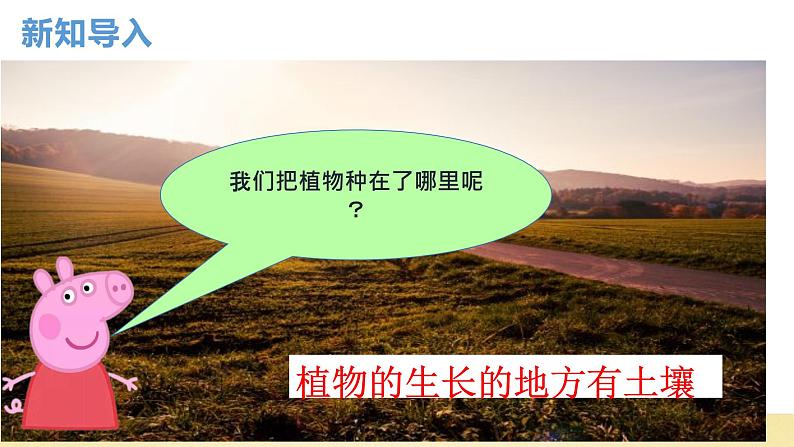 【核心素养】教科版小学科学一上+1.3《植物长在哪里》课件+教案+练习(含答案)04
