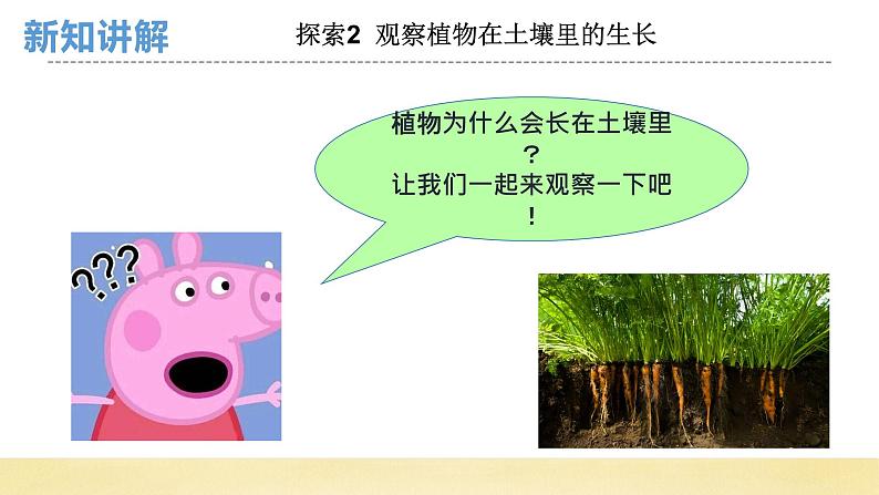 【核心素养】教科版小学科学一上+1.3《植物长在哪里》课件+教案+练习(含答案)05