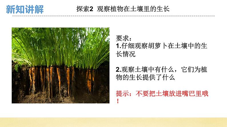 【核心素养】教科版小学科学一上+1.3《植物长在哪里》课件+教案+练习(含答案)06