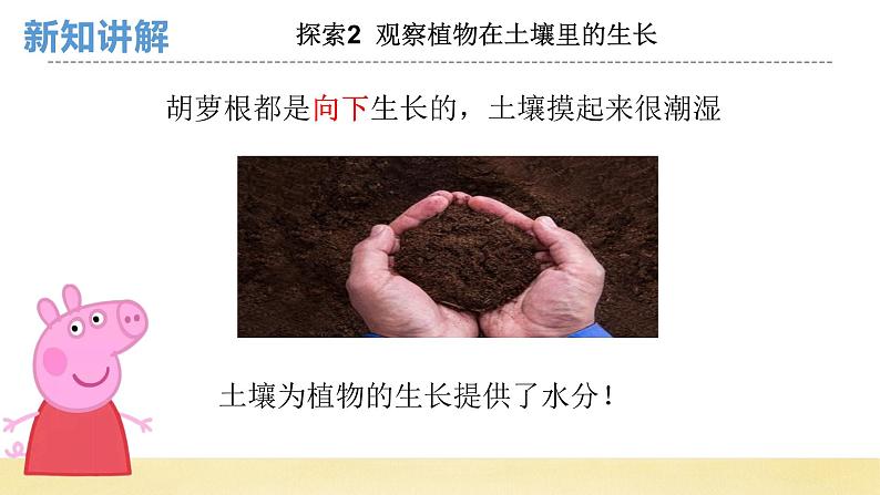 【核心素养】教科版小学科学一上+1.3《植物长在哪里》课件+教案+练习(含答案)07